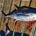 20181124-kap-verden-sal-week3-038.jpg